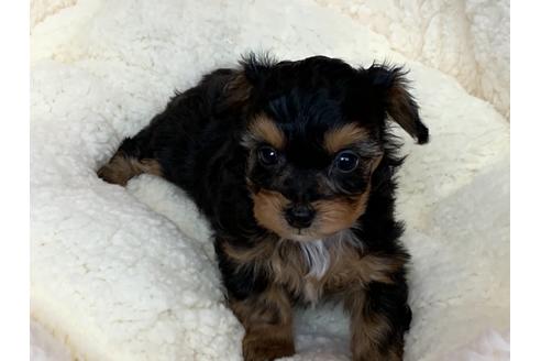 成約済の滋賀県のミックス犬-116798の6枚目