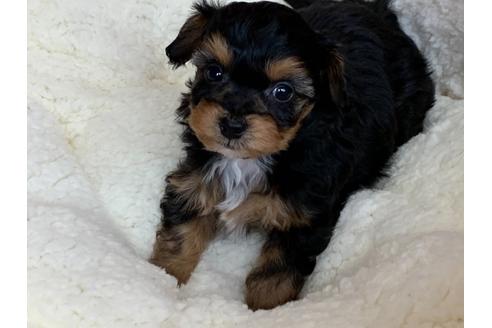 成約済の滋賀県のミックス犬-116798の4枚目