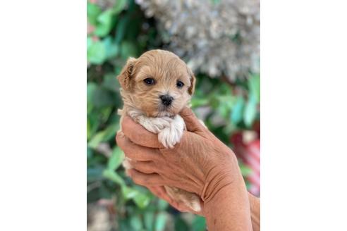 成約済の山梨県のミックス犬-116827の3枚目
