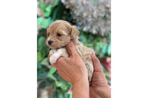 成約済の山梨県のミックス犬-116827の2枚目
