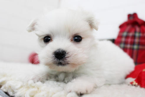 成約済の東京都のマルチーズ-114053の2枚目