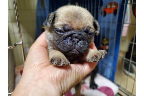 成約済の愛知県のパグ-116635の1枚目