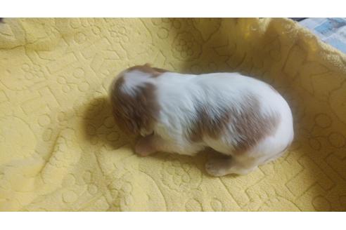成約済の鹿児島県のキャバリアキングチャールズスパニエル-116873の3枚目