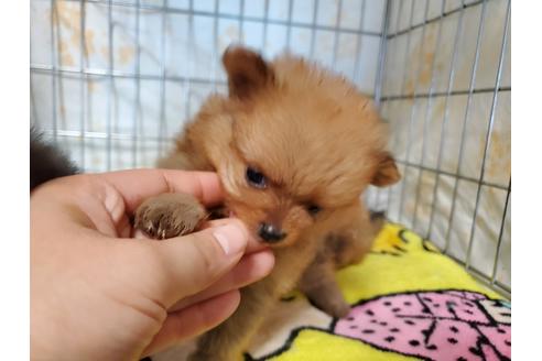 成約済の愛知県のポメラニアン-115688の1枚目