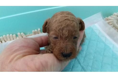 成約済の愛知県のトイプードル-115121の2枚目