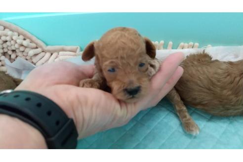 成約済の愛知県のトイプードル-116880の4枚目