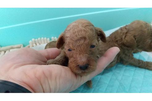 成約済の愛知県のトイプードル-116881の4枚目