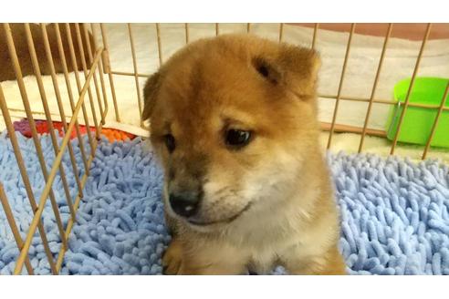 成約済の愛知県の柴犬-113557の1枚目
