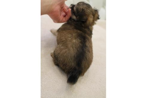 成約済の東京都のチワワ(ロングコート)-116828の2枚目