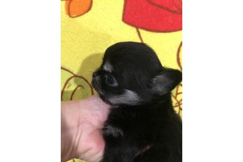 成約済の佐賀県のチワワ(ロングコート)-116919の1枚目