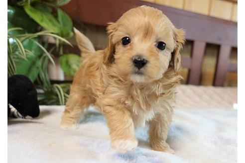 成約済の熊本県のミックス犬-116928の1枚目