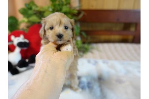 成約済の熊本県のミックス犬-116928の5枚目