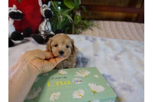 成約済の熊本県のミックス犬-116928の4枚目