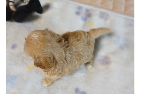 成約済の熊本県のミックス犬-116928の2枚目