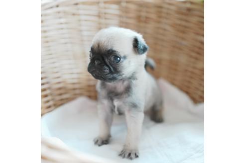 成約済の愛媛県のパグ-116950