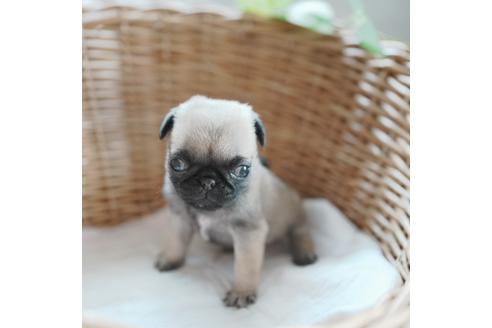 成約済の愛媛県のパグ-116950の3枚目