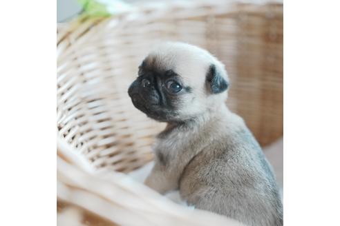 成約済の愛媛県のパグ-116950の2枚目