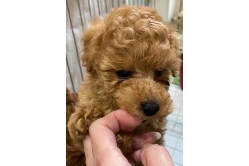 成約済の埼玉県のトイプードル-116726の48枚目