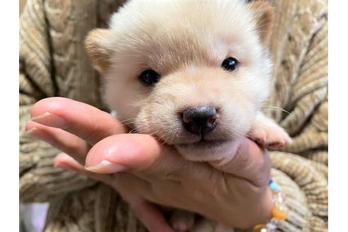 成約済の秋田県の豆柴-115352の8枚目