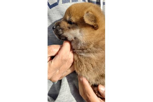 成約済の栃木県の柴犬-116992の4枚目