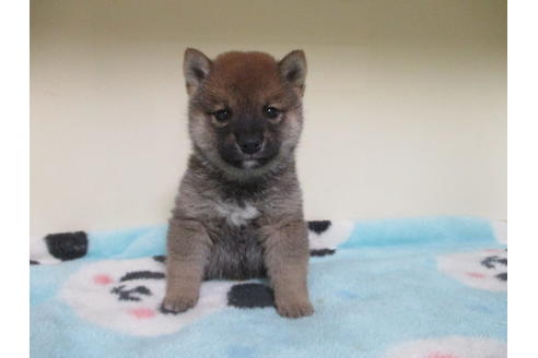 成約済の岡山県の豆柴-113415の1枚目