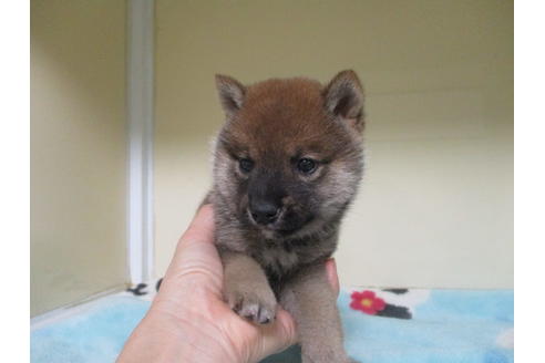 成約済の岡山県の豆柴-113415の5枚目