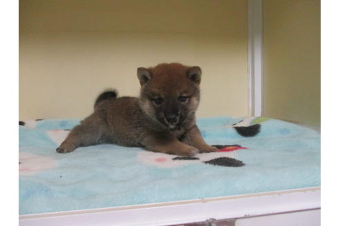 成約済の岡山県の豆柴-113415の4枚目