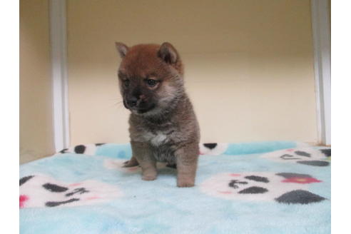 成約済の岡山県の豆柴-113415の3枚目