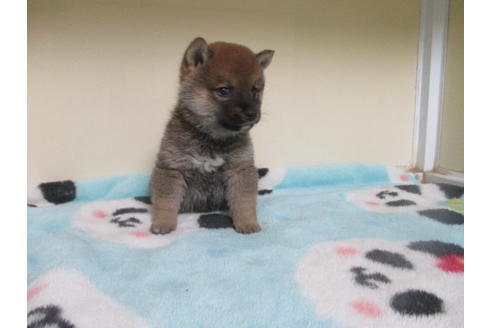 成約済の岡山県の豆柴-113415の2枚目