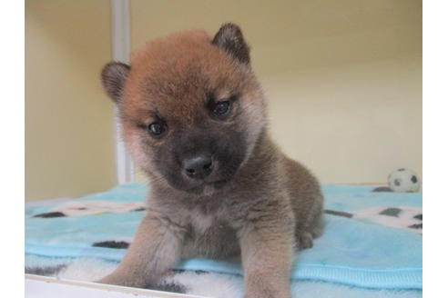 成約済の岡山県の柴犬-117011