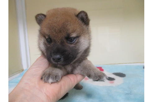 成約済の岡山県の柴犬-117011の5枚目