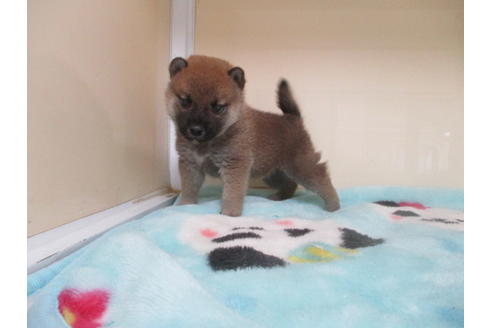 成約済の岡山県の柴犬-117011の4枚目