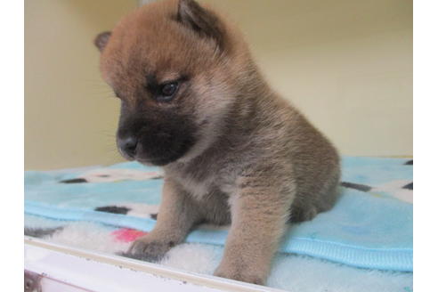 成約済の岡山県の柴犬-117011の3枚目