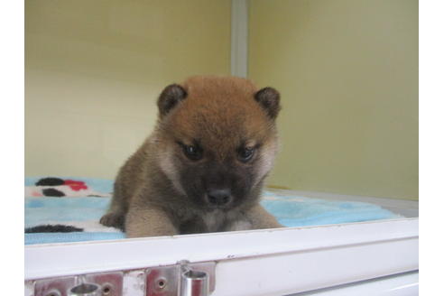 成約済の岡山県の柴犬-117011の2枚目