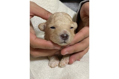 成約済の広島県のタイニープードル-117019の16枚目
