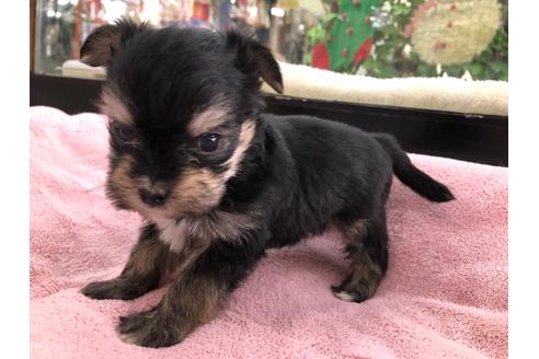 成約済の京都府のミックス犬-117024の4枚目