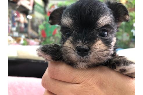 成約済の京都府のミックス犬-117024