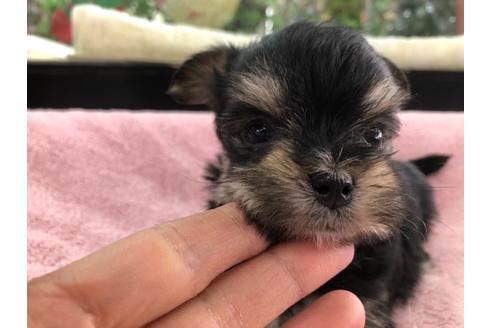 成約済の京都府のミックス犬-117024の3枚目