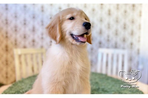 成約済の愛知県のゴールデンレトリーバー-113251の6枚目