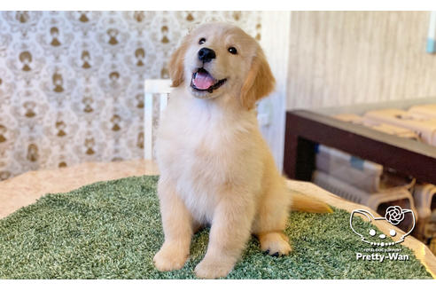 成約済の愛知県のゴールデンレトリーバー-113251の5枚目