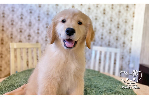 成約済の愛知県のゴールデンレトリーバー-113251