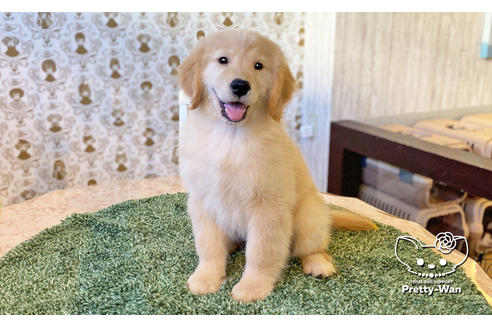 成約済の愛知県のゴールデンレトリーバー-113251の4枚目