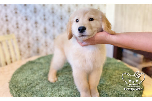 成約済の愛知県のゴールデンレトリーバー-113251の3枚目