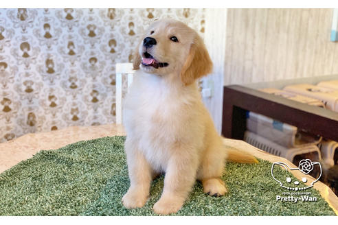 成約済の愛知県のゴールデンレトリーバー-113251の2枚目