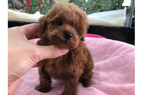 成約済の京都府のトイプードル-117044