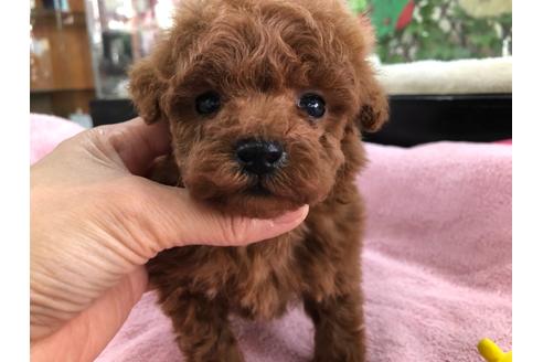 成約済の京都府のトイプードル-117044の5枚目