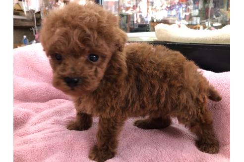 成約済の京都府のトイプードル-117044の4枚目