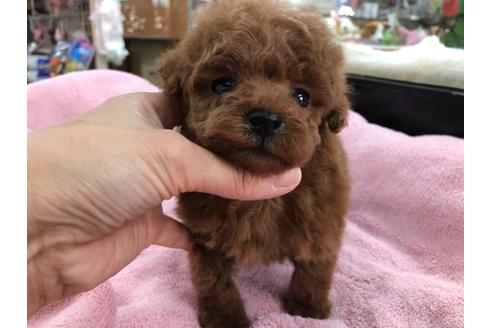 成約済の京都府のトイプードル-117044の3枚目