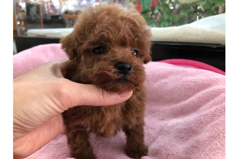 成約済の京都府のトイプードル-117044の2枚目