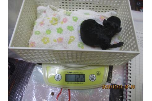 成約済の大阪府のティーカッププードル-117049の9枚目